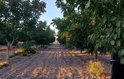 C21 LOFT'tan Pasif Gelir Sağlayan Ceviz Bahçesi Baklan/Gürlük'te