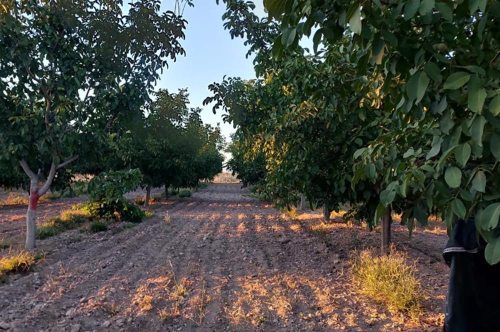 C21 LOFT'tan Pasif Gelir Sağlayan Ceviz Bahçesi Baklan/Gürlük'te