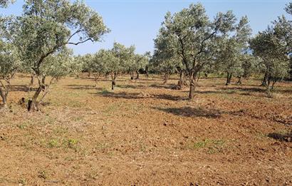 BURSA ORHANGAZİ YENİKÖY MH'DE SATILIK 7.287 m² ZEYTİNLİK TARLA