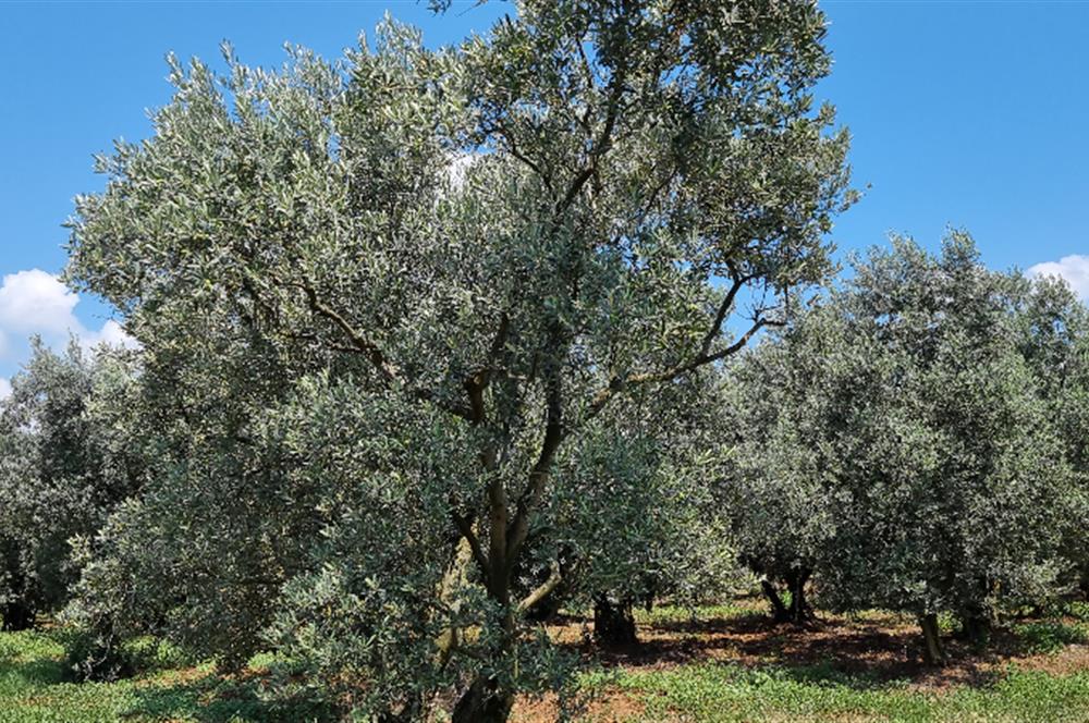 BURSA ORHANGAZİ YENİKÖY MH'DE SATILIK 7.287 m² ZEYTİNLİK TARLA