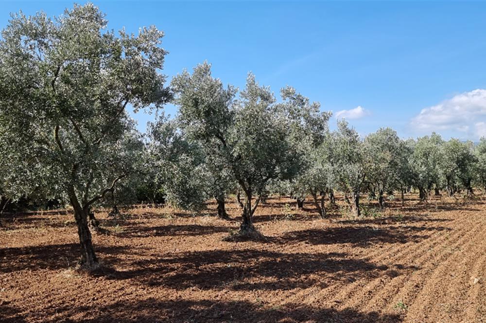 BURSA ORHANGAZİ YENİKÖY MH'DE SATILIK 7.287 m² ZEYTİNLİK TARLA