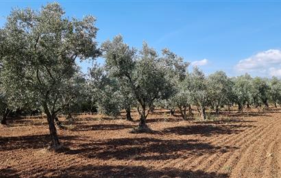 BURSA ORHANGAZİ YENİKÖY MH'DE SATILIK 7.287 m² ZEYTİNLİK TARLA