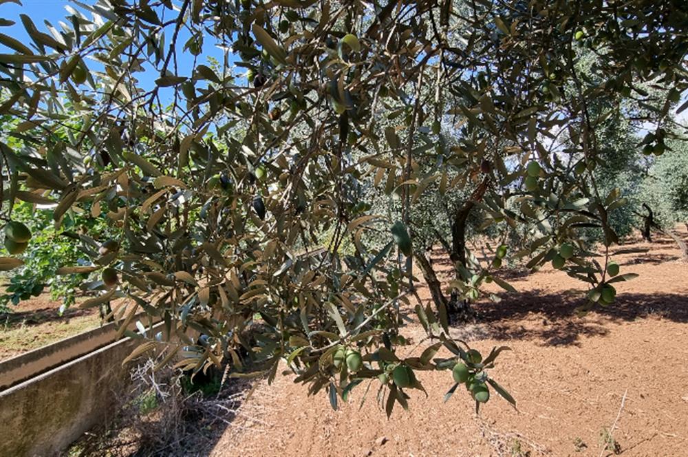 BURSA ORHANGAZİ YENİKÖY MH'DE SATILIK 7.287 m² ZEYTİNLİK TARLA