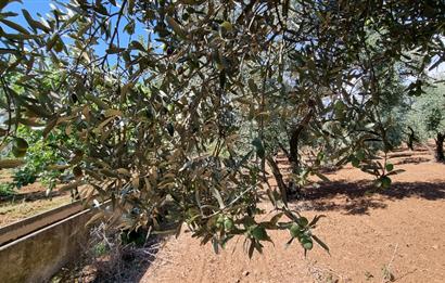 BURSA ORHANGAZİ YENİKÖY MH'DE SATILIK 7.287 m² ZEYTİNLİK TARLA