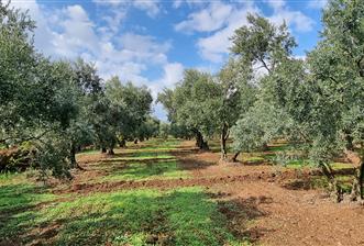 BURSA ORHANGAZİ YENİKÖY MH'DE SATILIK 7.287 m² ZEYTİNLİK TARLA - 9 - 31909