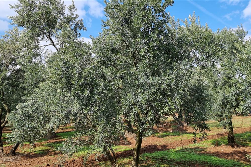 BURSA ORHANGAZİ YENİKÖY MH'DE SATILIK 7.287 m² ZEYTİNLİK TARLA