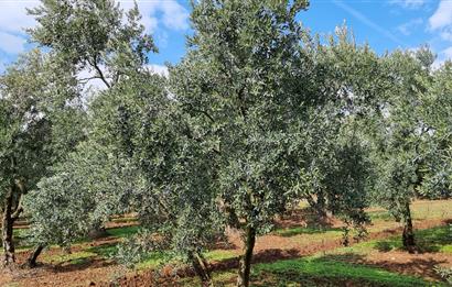 BURSA ORHANGAZİ YENİKÖY MH'DE SATILIK 7.287 m² ZEYTİNLİK TARLA