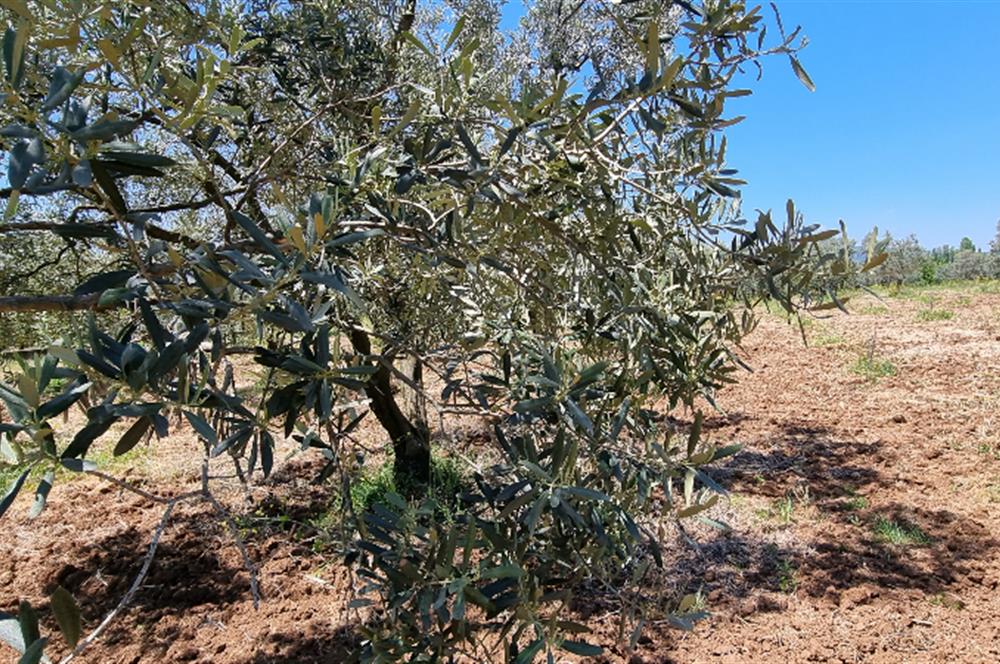 BURSA ORHANGAZİ YENİKÖY MH'DE SATILIK 7.287 m² ZEYTİNLİK TARLA