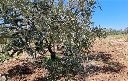 BURSA ORHANGAZİ YENİKÖY MH'DE SATILIK 7.287 m² ZEYTİNLİK TARLA