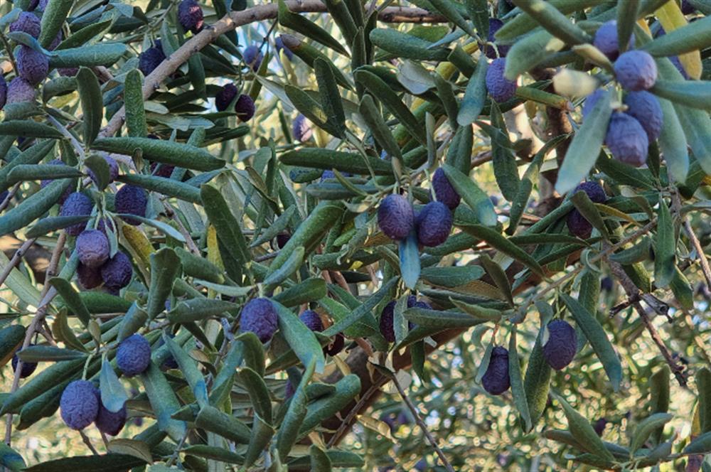 BURSA ORHANGAZİ YENİKÖY MH'DE SATILIK 7.287 m² ZEYTİNLİK TARLA