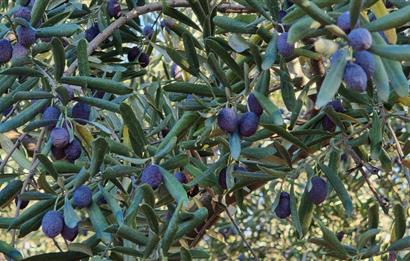 BURSA ORHANGAZİ YENİKÖY MH'DE SATILIK 7.287 m² ZEYTİNLİK TARLA