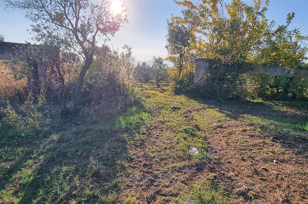 BURSA ORHANGAZİ YENİKÖY MH'DE SATILIK 7.287 m² ZEYTİNLİK TARLA