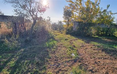 BURSA ORHANGAZİ YENİKÖY MH'DE SATILIK 7.287 m² ZEYTİNLİK TARLA