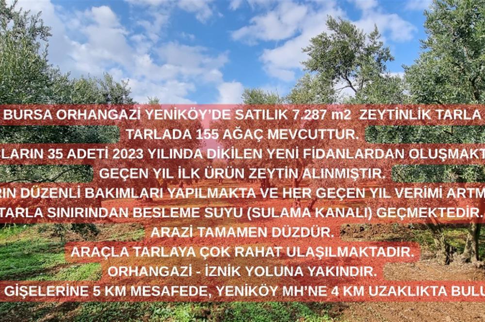 BURSA ORHANGAZİ YENİKÖY MH'DE SATILIK 7.287 m² ZEYTİNLİK TARLA