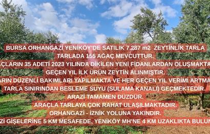 BURSA ORHANGAZİ YENİKÖY MH'DE SATILIK 7.287 m² ZEYTİNLİK TARLA