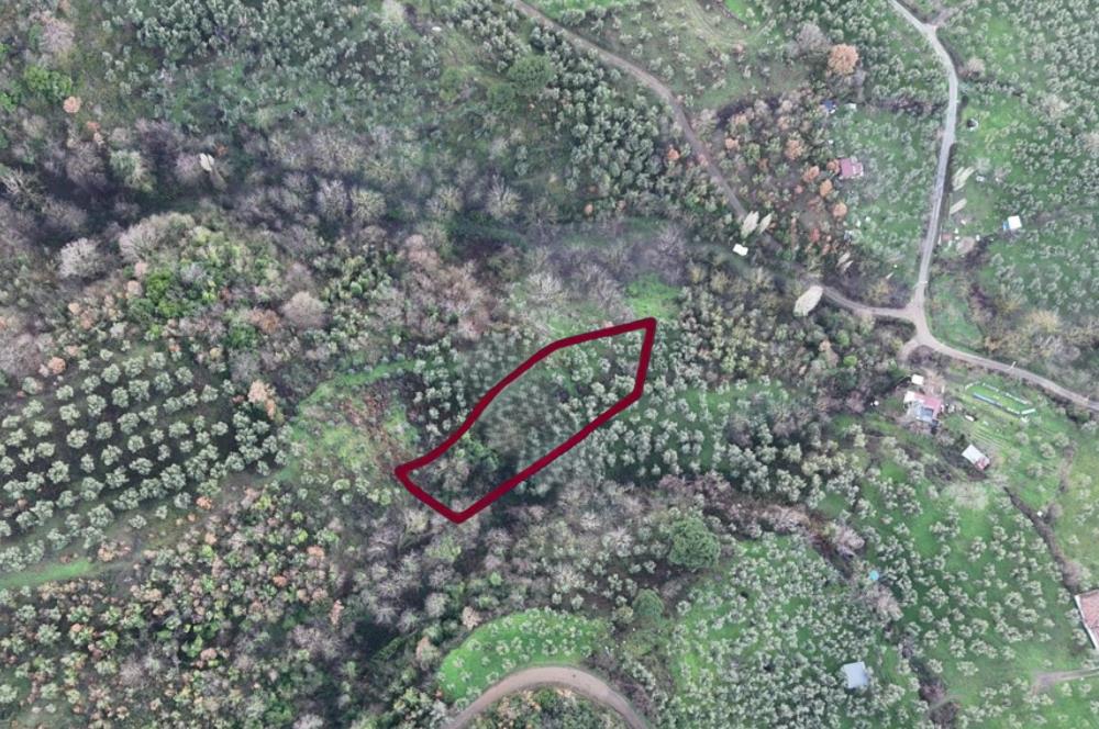 C21 Cius; 1.683 m2 Gemiç Köyüne 150 m yakınlıkta Zeytinlik