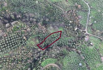 C21 Cius; 1.683 m2 Gemiç Köyüne 150 m yakınlıkta Zeytinlik - 1 - 31975