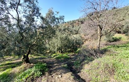 C21 Cius; Gemlik Yeniköy 2,529 m2 Satılık Zeytinlik