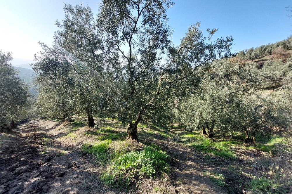 C21 Cius; Gemlik Yeniköy 2,529 m2 Satılık Zeytinlik