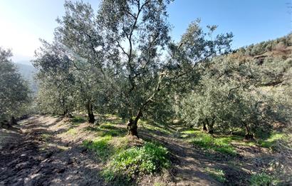 C21 Cius; Gemlik Yeniköy 2,529 m2 Satılık Zeytinlik