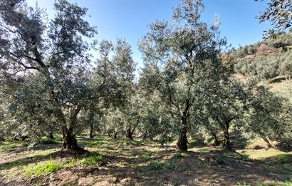 C21 Cius; Gemlik Yeniköy 2,529 m2 Satılık Zeytinlik