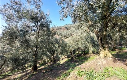 C21 Cius; Gemlik Yeniköy 2,529 m2 Satılık Zeytinlik