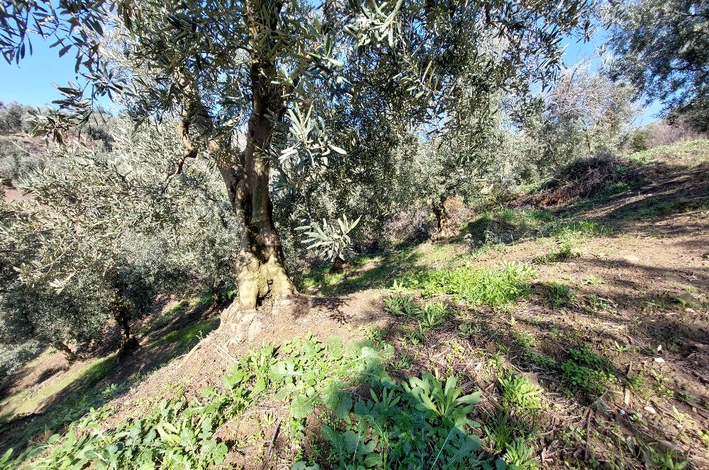 C21 Cius; Gemlik Yeniköy 2,529 m2 Satılık Zeytinlik