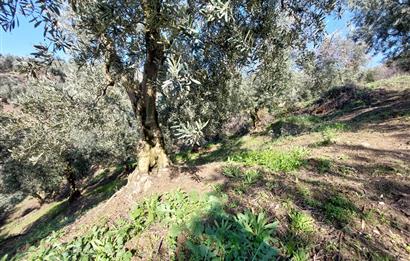 C21 Cius; Gemlik Yeniköy 2,529 m2 Satılık Zeytinlik