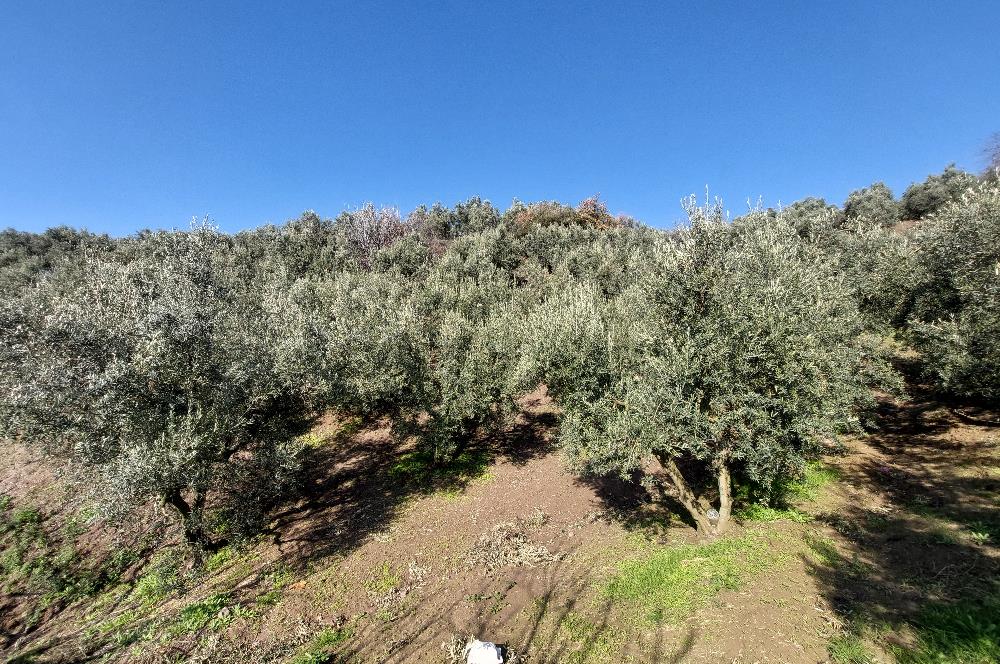 C21 Cius; Gemlik Yeniköy 2,529 m2 Satılık Zeytinlik