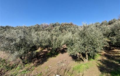 C21 Cius; Gemlik Yeniköy 2,529 m2 Satılık Zeytinlik