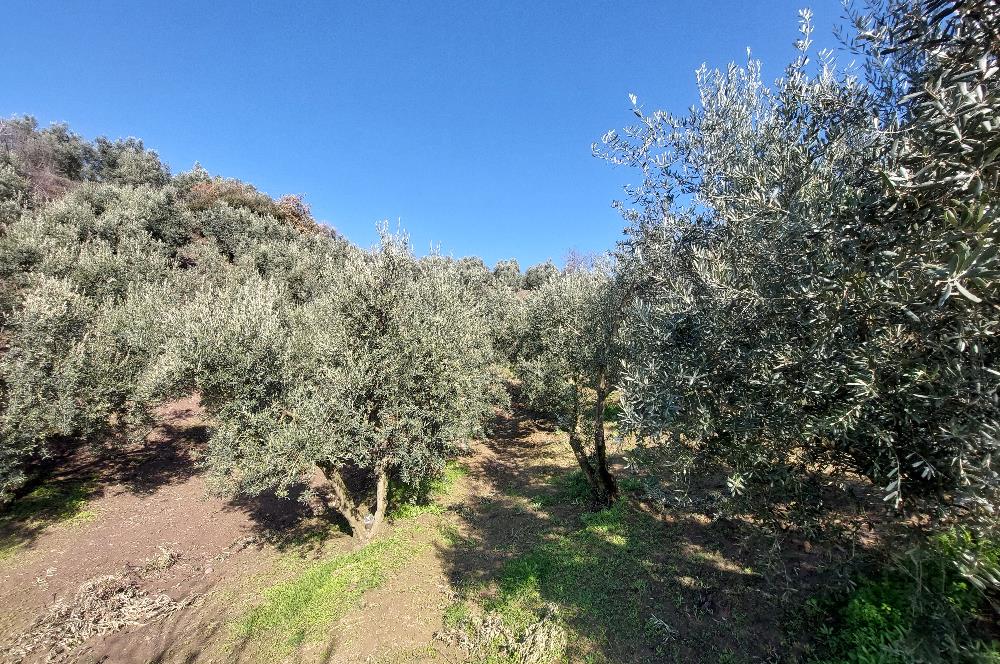 C21 Cius; Gemlik Yeniköy 2,529 m2 Satılık Zeytinlik