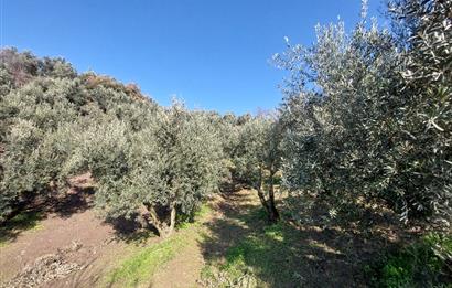 C21 Cius; Gemlik Yeniköy 2,529 m2 Satılık Zeytinlik
