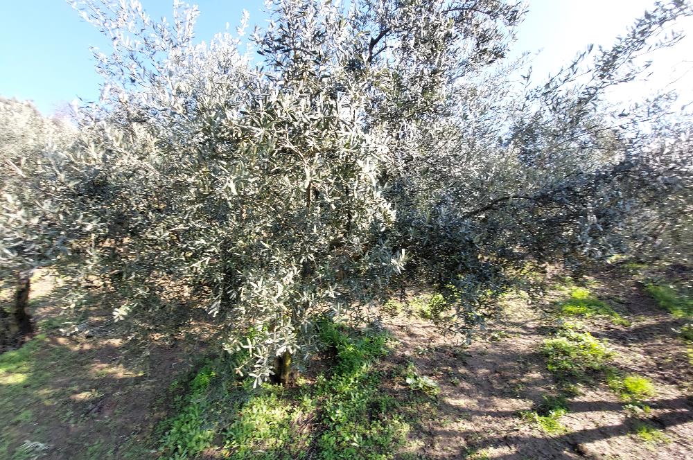 C21 Cius; Gemlik Yeniköy 2,529 m2 Satılık Zeytinlik