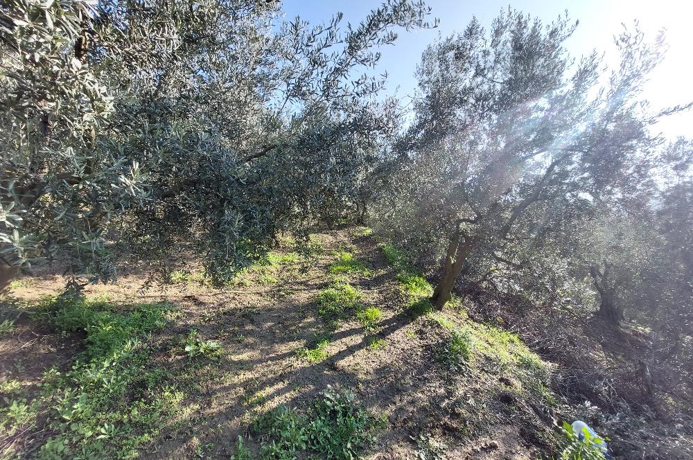 C21 Cius; Gemlik Yeniköy 2,529 m2 Satılık Zeytinlik