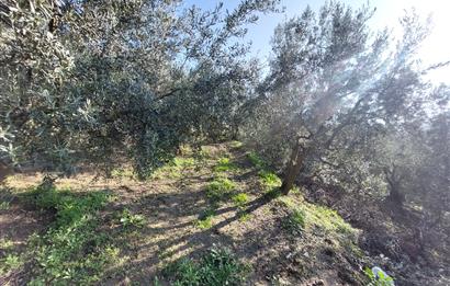 C21 Cius; Gemlik Yeniköy 2,529 m2 Satılık Zeytinlik