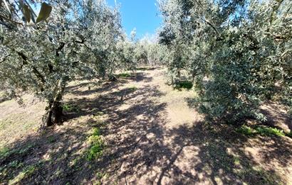 C21 Cius; Gemlik Yeniköy 2,529 m2 Satılık Zeytinlik