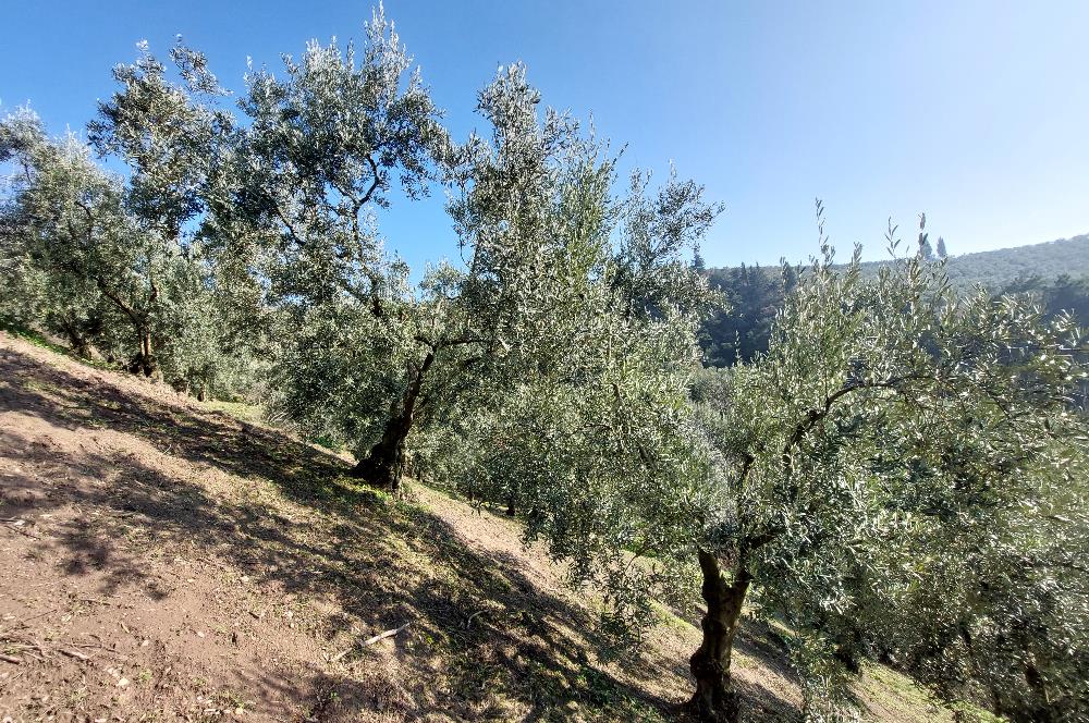 C21 Cius; Gemlik Yeniköy 2,529 m2 Satılık Zeytinlik