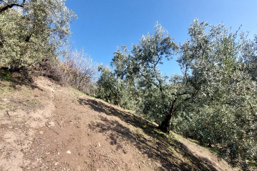 C21 Cius; Gemlik Yeniköy 2,529 m2 Satılık Zeytinlik