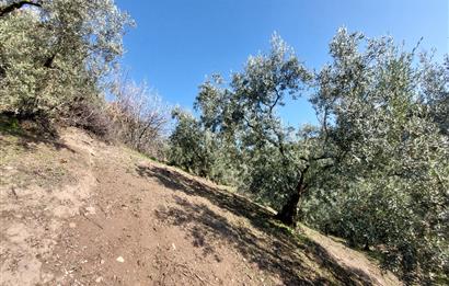 C21 Cius; Gemlik Yeniköy 2,529 m2 Satılık Zeytinlik