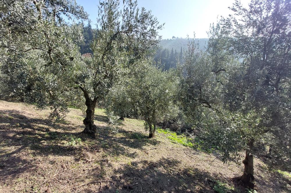 C21 Cius; Gemlik Yeniköy 2,529 m2 Satılık Zeytinlik