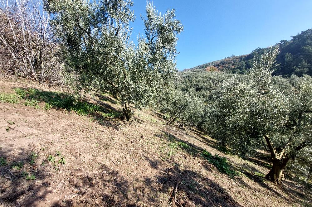 C21 Cius; Gemlik Yeniköy 2,529 m2 Satılık Zeytinlik
