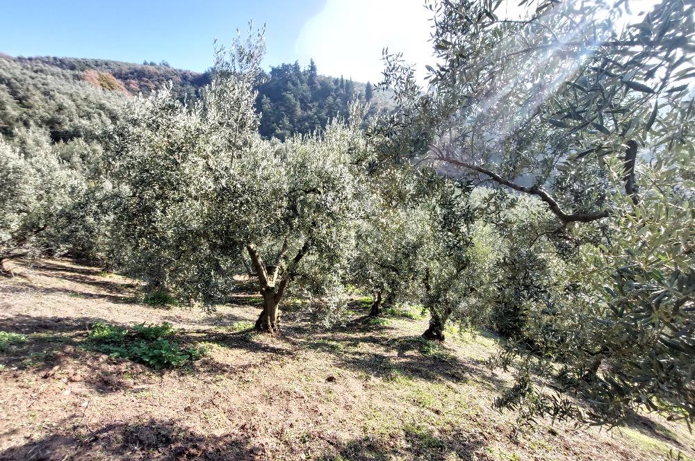 C21 Cius; Gemlik Yeniköy 2,529 m2 Satılık Zeytinlik