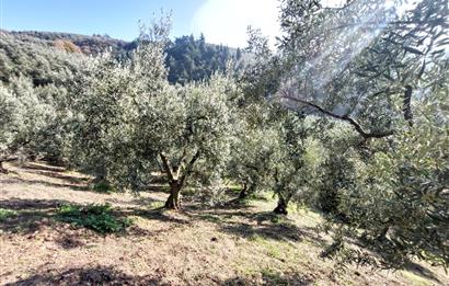 C21 Cius; Gemlik Yeniköy 2,529 m2 Satılık Zeytinlik