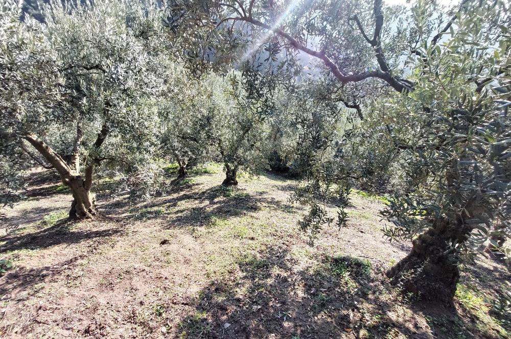 C21 Cius; Gemlik Yeniköy 2,529 m2 Satılık Zeytinlik