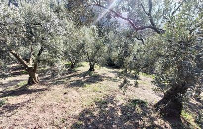 C21 Cius; Gemlik Yeniköy 2,529 m2 Satılık Zeytinlik