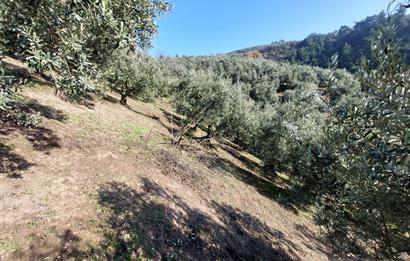 C21 Cius; Gemlik Yeniköy 2,529 m2 Satılık Zeytinlik