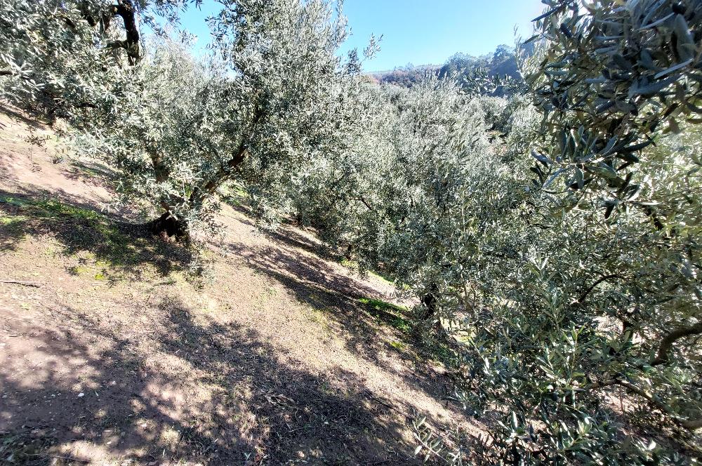 C21 Cius; Gemlik Yeniköy 2,529 m2 Satılık Zeytinlik