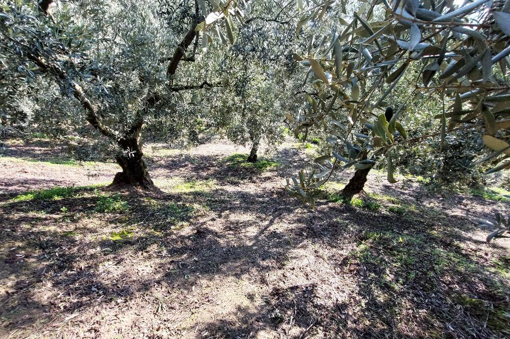 C21 Cius; Gemlik Yeniköy 2,529 m2 Satılık Zeytinlik