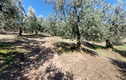 C21 Cius; Gemlik Yeniköy 2,529 m2 Satılık Zeytinlik