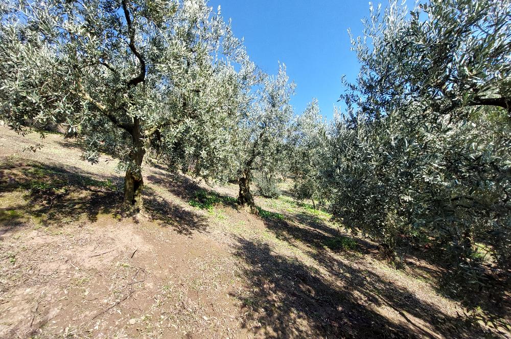 C21 Cius; Gemlik Yeniköy 2,529 m2 Satılık Zeytinlik